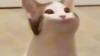 Cat making mouth noises meme