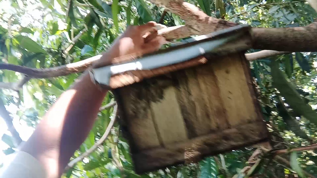 Cara Memasang Jebakan Lebah YouTube