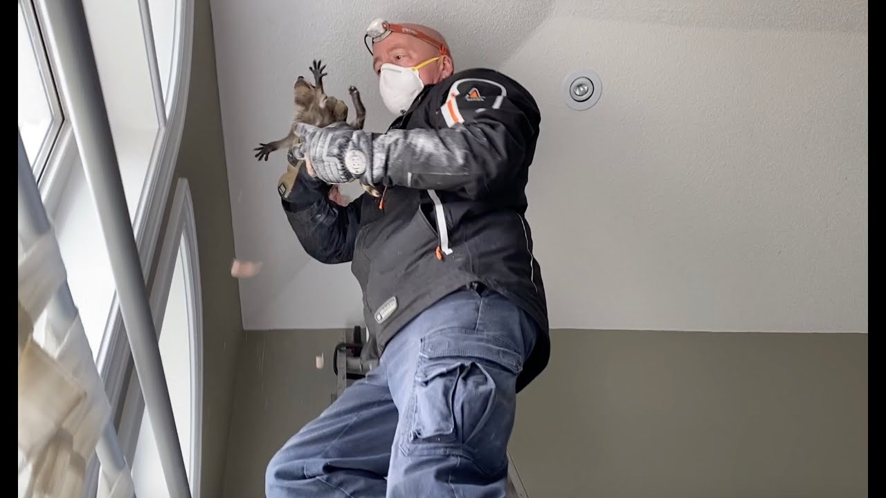 Gates Wildlife Shows You How We Remove Raccoons - YouTube