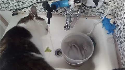 bebedouro automático para gatos com arduino uno