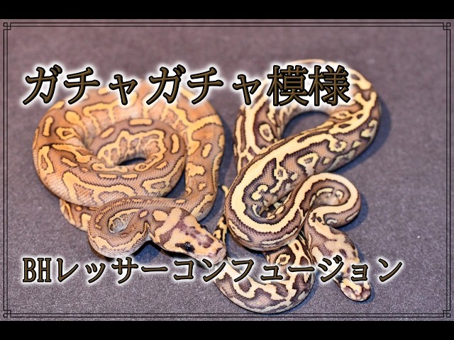 Blackhead Lesser Confusion YB Clutch [Ball Python] - YouTube