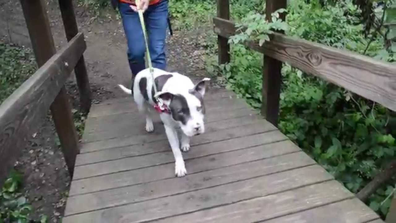 Water Dog Park Hike, April 2015 YouTube