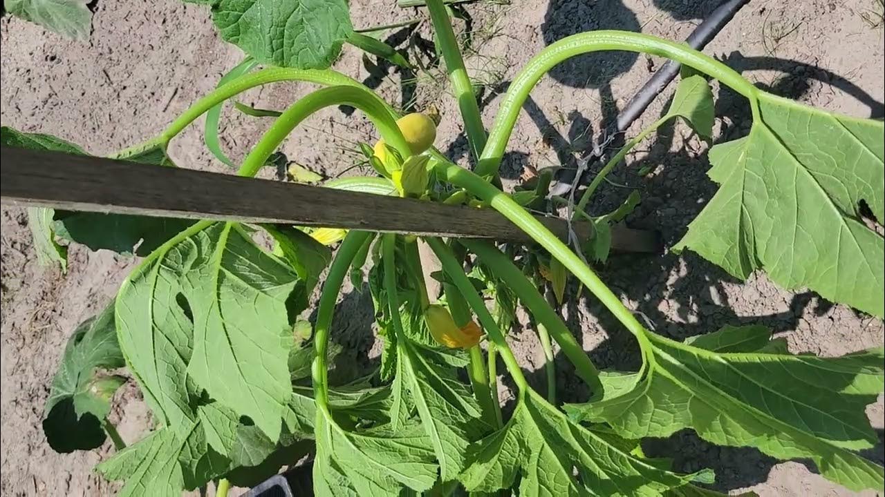 Staking Squash Plants YouTube