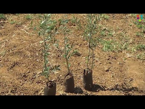 فيديو: هل يمكنك زراعة حفرة زيتون: زراعة أشجار الزيتون من الحفر