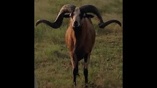 Kentucky Exotic Sheep Hunt / Corsican / Painted / Texas Dall / Black Hawaiian / Jacobs