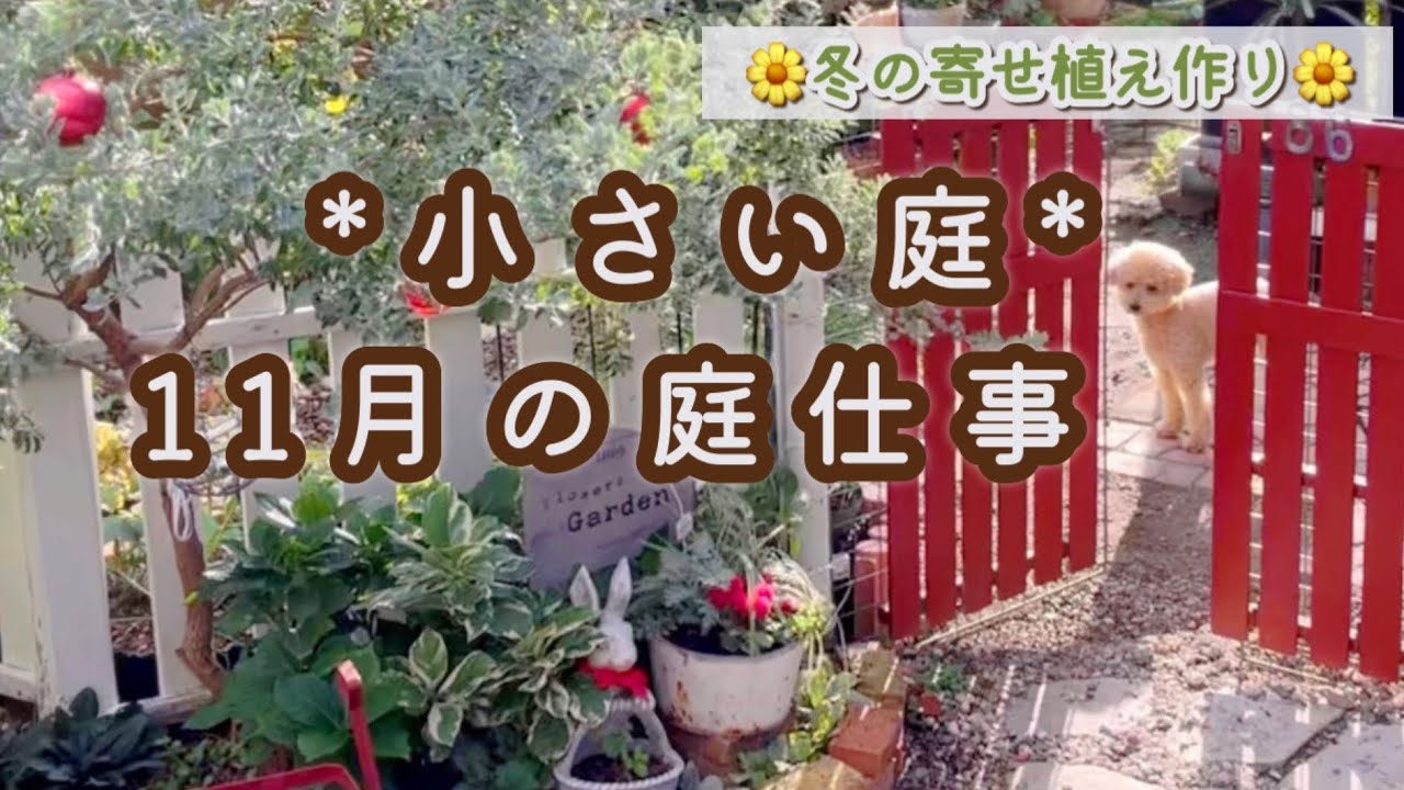 冬の寄せ植え4種】ガーデンシクラメンの夏越し/ヤブランの株分け