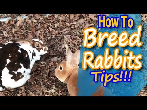 Video: Bunny Breed Guide: New Zealand White Rabbit