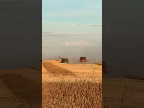 Canola Harvest Progress