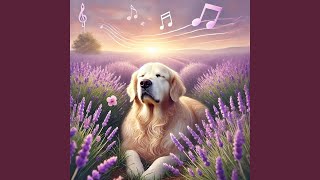 Tail-Wagging Tranquility: Relaxing Music for Dogs