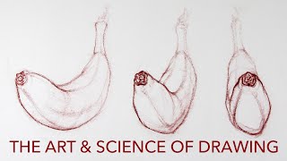 The Art & Science of Drawing: Contours Class