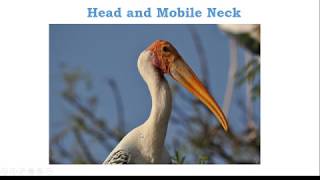 what adaptations help birds fly 5