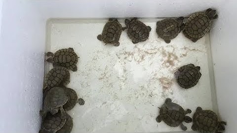 23 critically-endangered baby turtles hatch