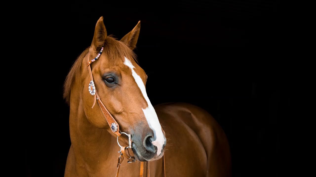Horses galloping sound+Sonido de caballos galopando YouTube