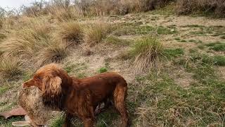Owen The Working Er Spaniel Hunting Rabbits