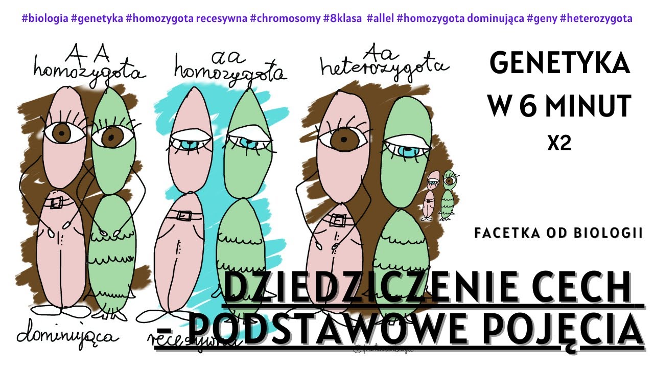 Genetyka - Pojecia - Allel - Homozygota - Genotyp - Fenotyp - Biologia