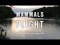 Mammals of Flight: Bats, Mist Netting, And Environmental Conservation (Short Documentary)