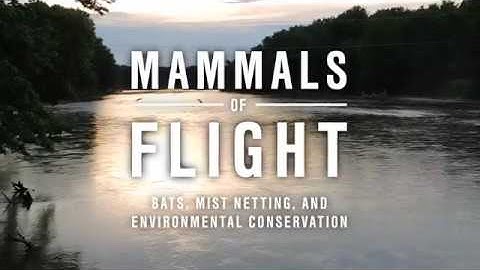 Mammals of Flight: Bats, Mist Netting, And Environmental Conservation (Short Documentary)