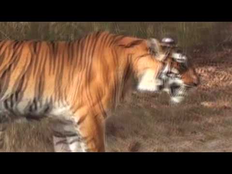 Tiger Tracking in India