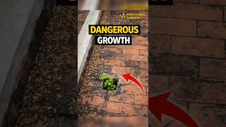 🌿 Plants in Drain?! | Hidden Cause of Terrace Leakage Explained in Kannada | Structural Surgeon