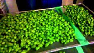 Hops Trellis - September 6th - The Harvest!