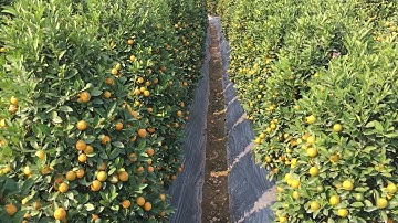 Quất tháp lùm bán tết 2022 cây tầm trung quất tết 2022