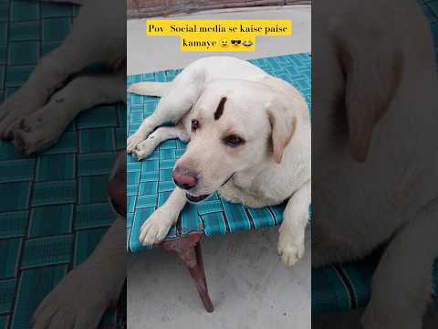 Social media se Kaise paise kamaye..😎😉❤️ #funny #doggielife #ytshorts #labrador #dogsworld #enjoy