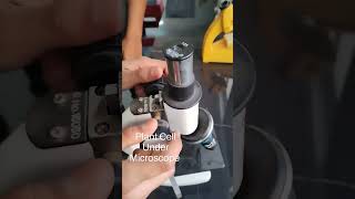 Plant Cell under the Microscope   #science #shorts #trending #viral #scienceexperiment #science