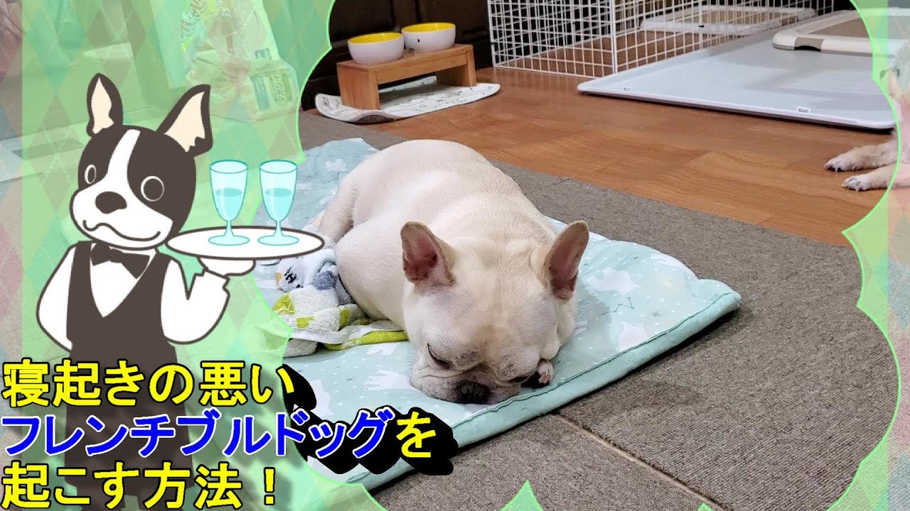 寝起きの悪いフレンチブルドッグを起こす方法 How To Wake Up A French Bulldog Who Has Trouble Getting Up Youtube 寝起きの悪いフレンチブルドッグを起こす方法 How To Wake Up A French Bulldog Who Has Trouble Getting Up Youtube