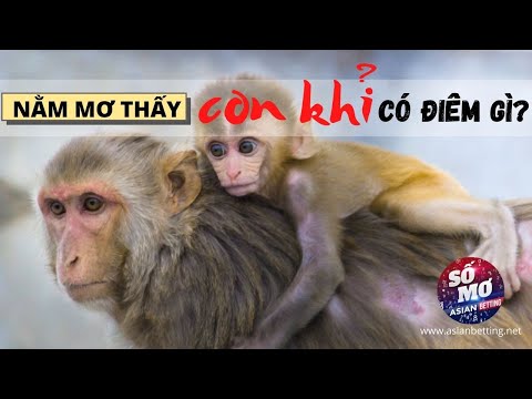 Giải mã giấc mơ thấy khỉ| Asianbetting.net