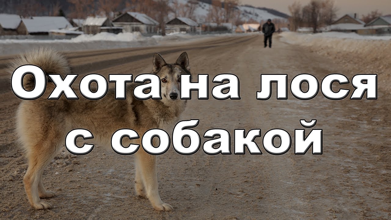 Охота на лося с собакой видео бесплатно 20122013 Moose hunting Russia
