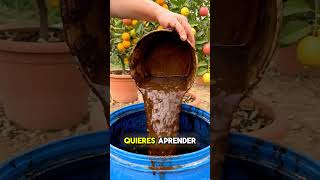 ⚠️ El secreto asiático que hizo producir muchísimo más a mis plantas 😱Después de gastar dinero