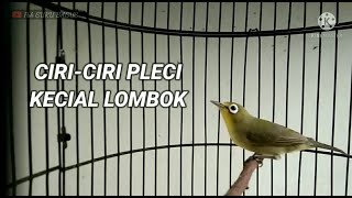 Si KECIAL (KACIAL) Pleci yang JARANG PEMINAT namun Bersuara DASYAT #pleci #plecimania #plecigacor