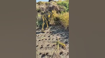 Robot ai artificial intelligence The robot helps to harvest the rice, while the elder brother sits