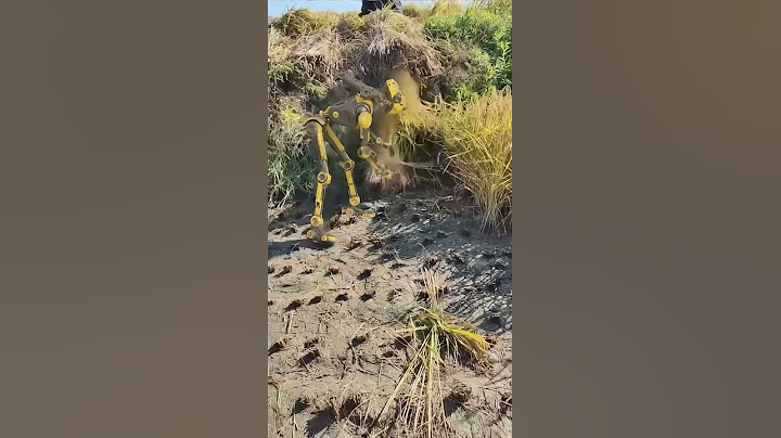 Robot ai artificial intelligence The robot helps to harvest the rice, while the elder brother sits