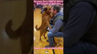 Shelter dogs choosing their human is the purest kind of love! 🐾#dog