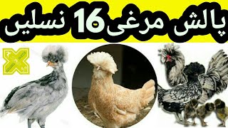 پالش مرغی کی 16 نسلیں 16 Breeds & Types of Polish Chicken in Urdu Hindi
