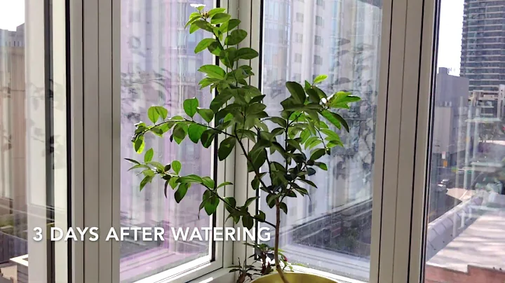 Citrus Lime Tree Time Lapse