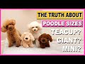 POODLE SIZES- THE TRUTH ABOUT TEACUP & GIANT POODLES| The Poodle Mom