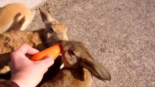 Okunoshima, part 2 (Bunny Paradaise)