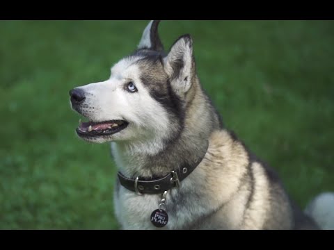 Video: Come Va Il Lavoro Del Cane?