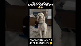 My Goldendoodle is hilarious 😭. Download Fur Thoughts today (its free)! Link in description