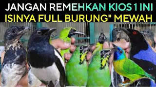❎ DON'T UNDERESTIMATE THIS STALL 1, IT'S FULL OF SUPER CHOICE BIRDS AT THE PRAMUKA BIRD MARKET TODAY