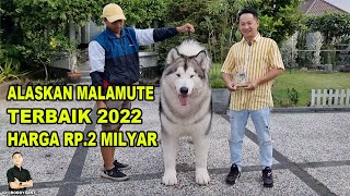 Anjing Alaskan Malamute Harga 2 Milyar  Terbaik 2022