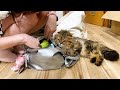 高級バッグに侵入してお姉様に本気で叱られてしまった猫