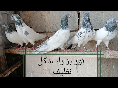احلى سطح تور للجناي احمد الحمراني كربلاء