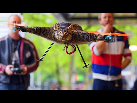 Видео: Боевые Коты исполняют! Смешные Кошки и Коты с ТикТока Делают настроение! Funny Cats Tiktok!