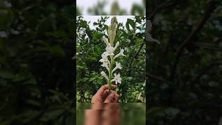 Download Lagu You can ask the flowers........ |Tuberose | Only flowers could fix your mood 💖♥️♥️😍 #shortvideo MP3 Download Lagu You can ask the flowers........ |Tuberose | Only flowers could fix your mood 💖♥️♥️😍 #shortvideo MP3