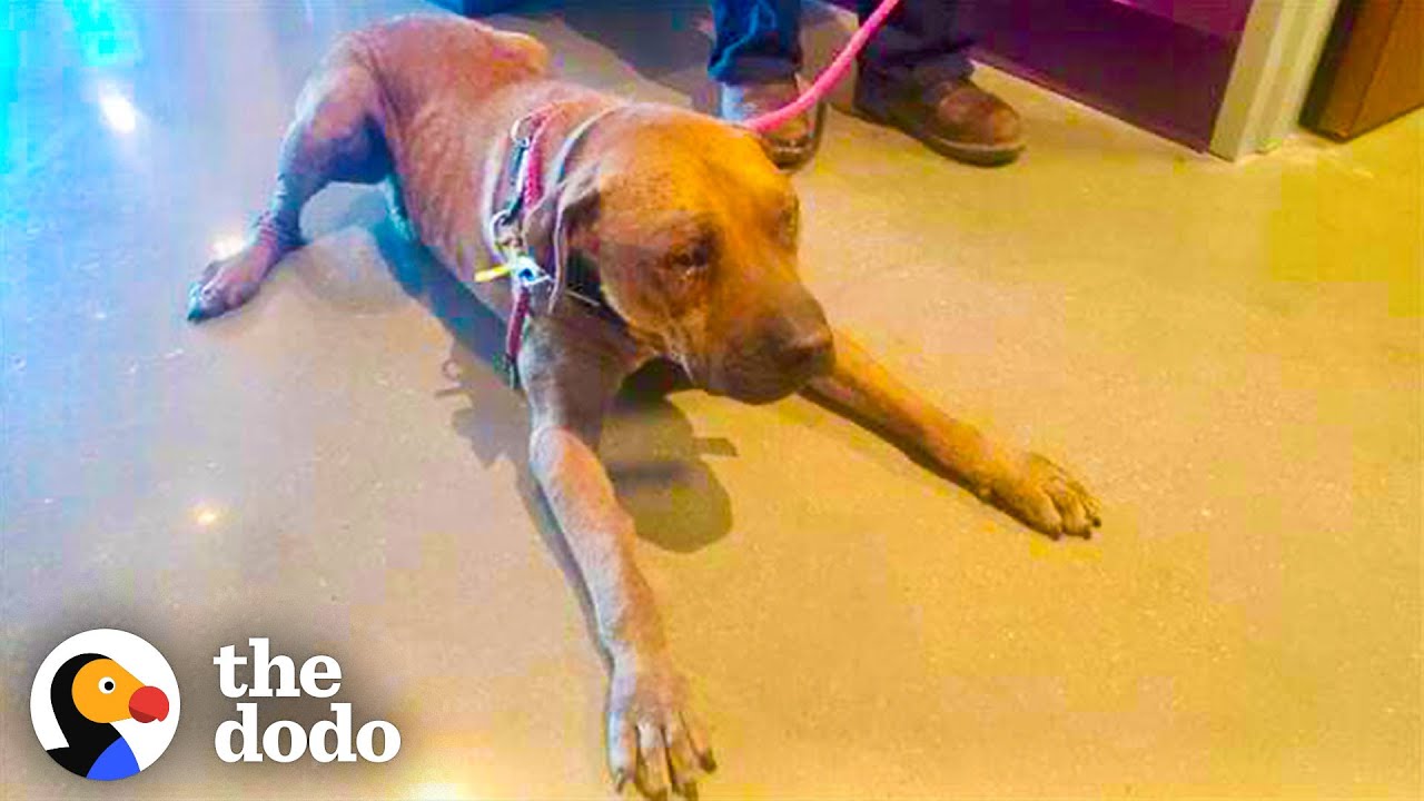 ⁣Dog Chained Up For Years Comes To Life When He Meets His Favorite Cat | The Dodo Adopt Me!