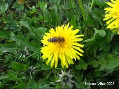 Video: Mille Spurge (36 Fotografij): Skrb Za Millino Evforijo Doma, Obrezovanje In Razmnoževanje Cvetja, Opraševanje In Cvetenje