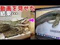 動画見てあくび&amp;超反応するかわいいアオダイショウちゃん【蛇の飼育】A rat snake yawning with a video🥱